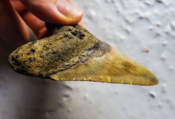 Mégalodon - Dent fossile - 10 cm - 7.2 cm, Verzamelen
