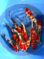 Hirasawa Marusei 29-34cm (Japanse Koi), Ophalen of Verzenden