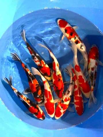 Hirasawa Marusei 29-34cm (Japanse Koi), Ophalen of Verzenden