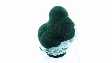 Malachiet op chrysocolla - Mashamba W mine, Kolwezi, Copper, Verzamelen
