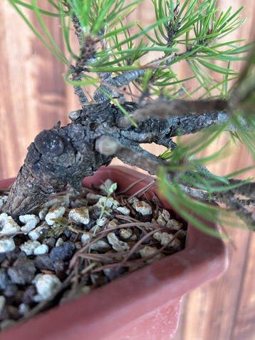 Bonsaï Pin (Pinus) - Hauteur (arbre) : 15 cm - Profondeur