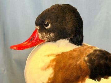 Volpoca Taxidermie volledige montage - Tadorna tadorna (with, Verzamelen, Nieuw