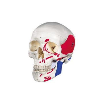 Anatomisch model schedel met gekleurde spieren ST-ATM 16, Verzenden