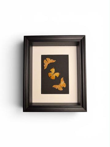 Vlinder Taxidermie volledige montage - Cricula trifenestrata