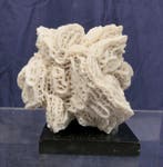 Objet de collection, corail éponge blanc sur socle., Collections