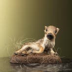 Frisling - Wild Zwijn Taxidermie Opgezette Dieren By Max, Ophalen of Verzenden, Opgezet dier