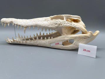 Nijlkrokodil Schedel van een reptiel - Crocodylus niloticus
