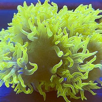 Catalaphyllia Jardinei Chernobyl Sunrise (Diameter ong. 15 c