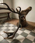 Jachttrofee, Verzamelen, Nieuw