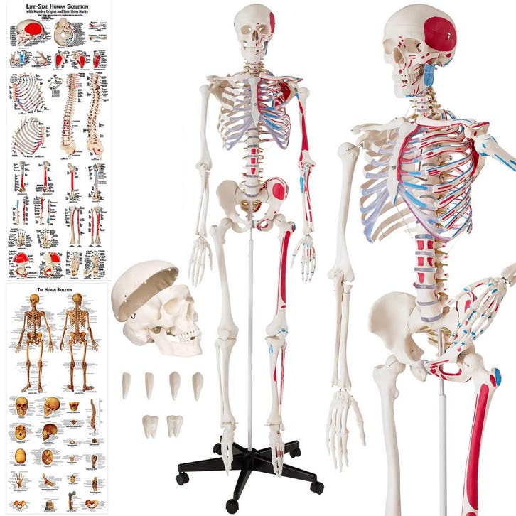 Anatomisch skelet met spiermarkering - wit, Hobby & Loisirs créatifs, Hobby & Loisirs Autre, Envoi