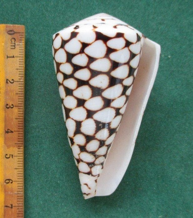 Collectie Prachtige schelpen, verzamelobject Zeeschelp., Antiek en Kunst, Curiosa en Brocante