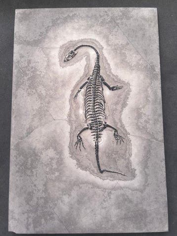 Zeereptiel - Gefossiliseerd dier - Fossile de Keichousaurus