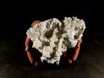 corail rugueux Support de corps entier pour taxidermie -