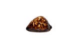 Misleidende koeie Skelet - Cypraea Zoila decipiens decipiens