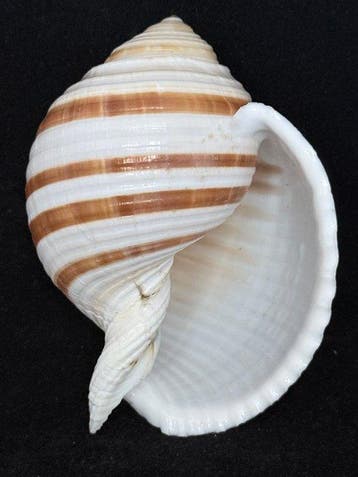 Zeeslak Zeeschelp - S-227 TONNA SULCOSA (Zonder