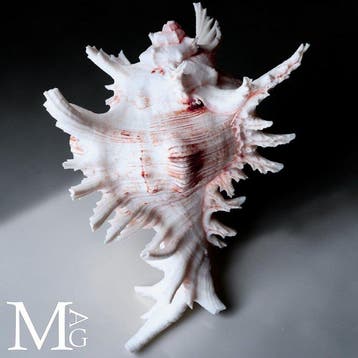 Chicoreus Ramosus verzamelingsschelp – ornamentele schelp -, Verzamelen, Nieuw