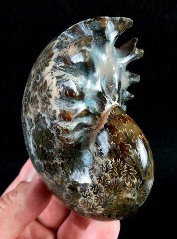 Ammonite - Animal fossilisé - Phylloceras velledae, Collections, Minéraux & Fossiles