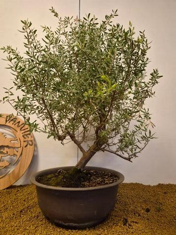 satureja montana - Hoogte (boom): 58 cm - Diepte (boom): 47