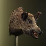 Wild Zwijn Groot Taxidermie Opgezette Dieren By Max, Ophalen of Verzenden, Opgezet dier