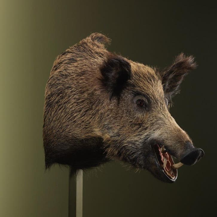 Wild Zwijn Groot Taxidermie Opgezette Dieren By Max, Verzamelen, Dierenverzamelingen, Opgezet dier, Nieuw, Wild dier, Ophalen of Verzenden