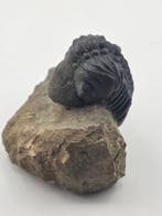 Trilobite - Animal fossilisé - Reedops Cephalotes - 7 cm