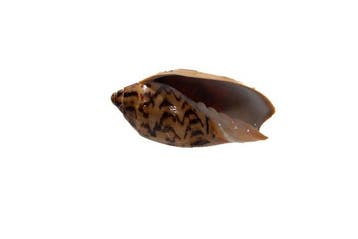 Cymbiola vespertilio | 75mm GEM | Bat Volute | Bohol Skelet, Nieuw