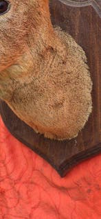 Chevreuil Support mural pour taxidermie - Capreolus, Antiquités & Art