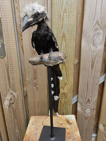 Westelijke Langstaart tok of witkuiftok Taxidermie volledige, Nieuw