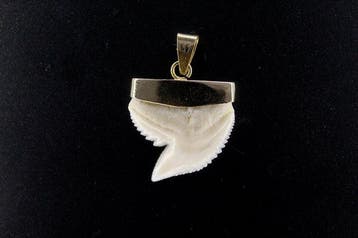 Pendentif dent de requin-tigre Dent - Galeocerdo cuvier -