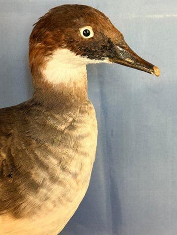 Pesciaiola Taxidermie volledige montage - Mergellus albellus, Nieuw