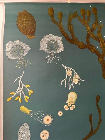 Jung-Koch-Quentell - Lehrmittelverlag Hagemann - Schoolplaat
