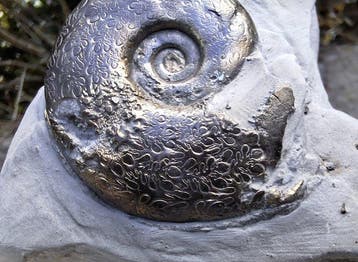 Pyriet Ammoniet - Gefossiliseerd dier - Harpoceras (Zonder, Verzamelen