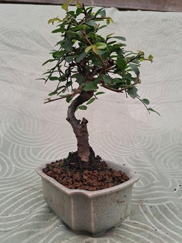 Chinese iep bonsai (Ulmus parviflora) - Hoogte (boom): 18 cm