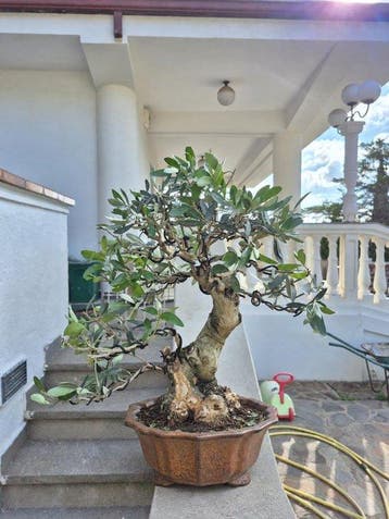 Bonsaï Olivier (Olea europaea) - Hauteur (arbre) : 40 cm -, Antiquités & Art