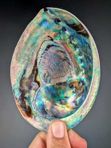 Pua ormeau Coquillage marin - Haliotis iris (Sans prix de, Nieuw