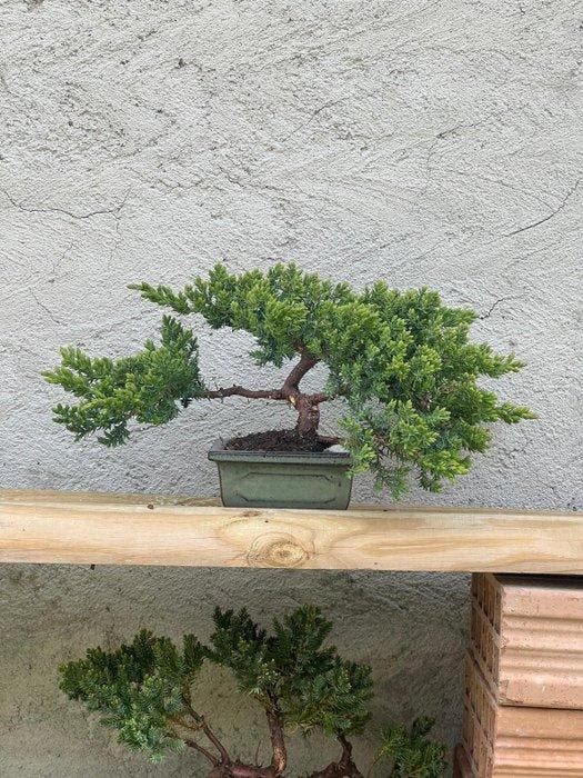 Jeneverbes bonsai (Juniperus) - Hoogte (boom): 15 cm -, Antiquités & Art, Curiosités & Brocante
