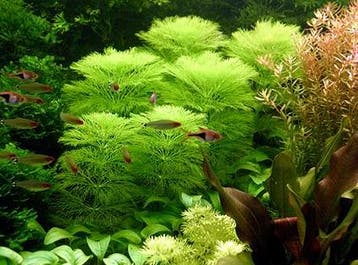 Limnophila australis - In Vitro, Verzenden, Nieuw