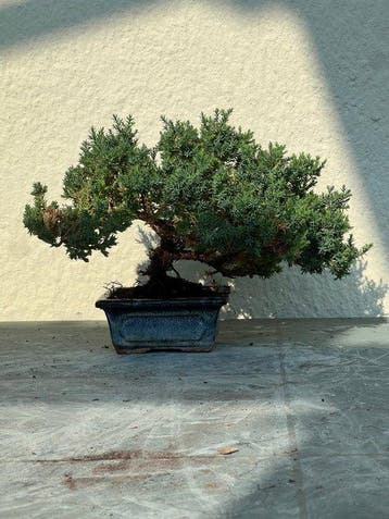 Jeneverbes bonsai (Juniperus) - Hoogte (boom): 15 cm -