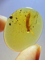 Amber - Fossiele matrix - click beetle larva - 27.5 mm - 22, Verzamelen
