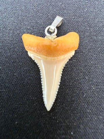 Witte haai Tand - Carcharodon carcharias - 24.5 mm - 18 mm -
