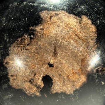 Prachtig paar versteend hout - Gefossiliseerd hout - Spheres