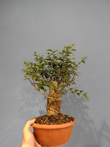 Bonsai van Ulmus pumila - Hoogte (boom): 25 cm - Diepte