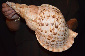 Escargot de mer Coquillage marin - S-386 CHARONIA TRITONIS, Nieuw