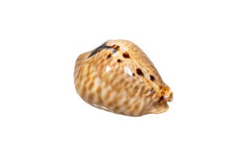 SPECIMEN MAGNIFIQUE : Cypraea mus (Mouse Cowrie) – Rareté, Nieuw