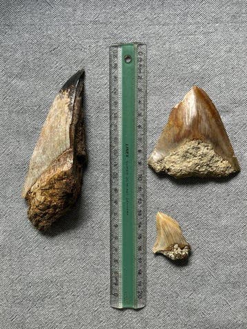 3 Megalodon-tanden 14,2 / 8,1 / 4,3 cm - Fossiele tand -