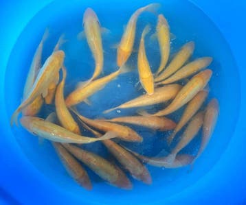 Hirasawa Marusei 27-34cm (Japanse Koi), Ophalen of Verzenden