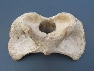 Bison - Os fossilisé - Bison Priscus