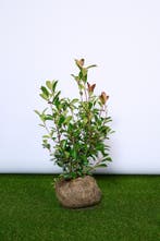 Glansmispel - Photinia fraseri Red Robin 60 t/m 200cm, Tuin en Terras, Ophalen of Verzenden