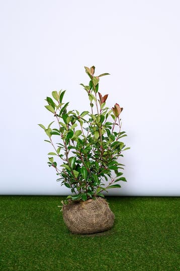 Glansmispel - Photinia fraseri Red Robin 60 t/m 200cm, Ophalen of Verzenden