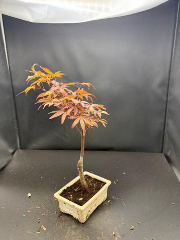 Japanese maple bonsai (Acer palmatum) - Hoogte (boom): 25 cm